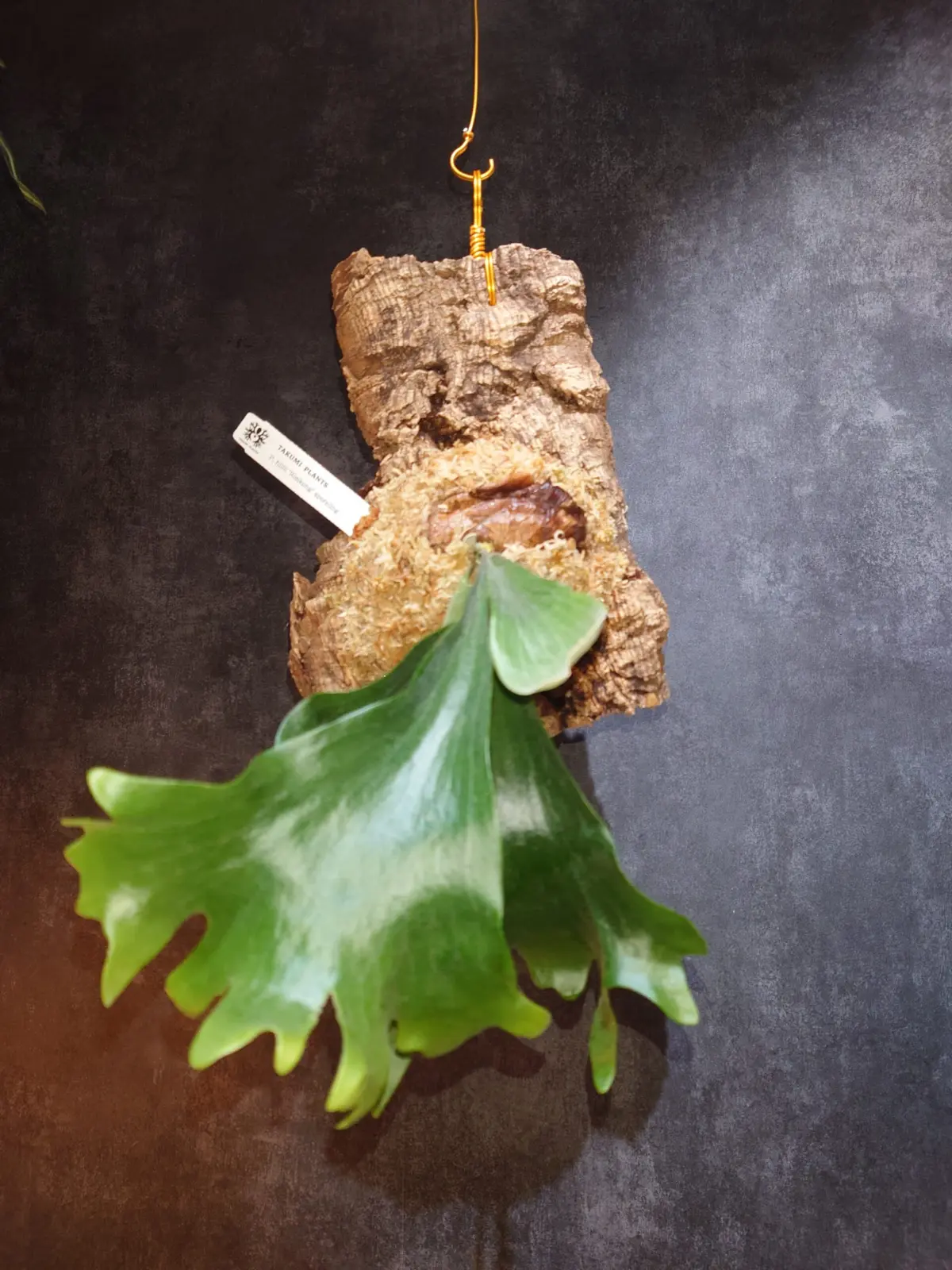 ビカクシダ　ヒリー　リムコン