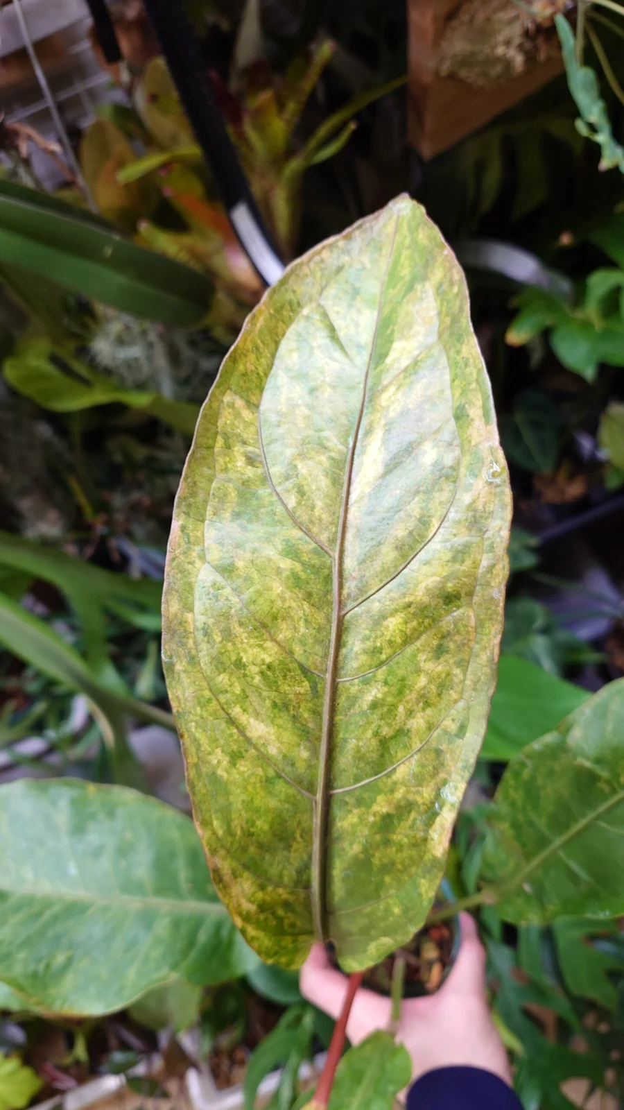 アンスリウム　斑入り