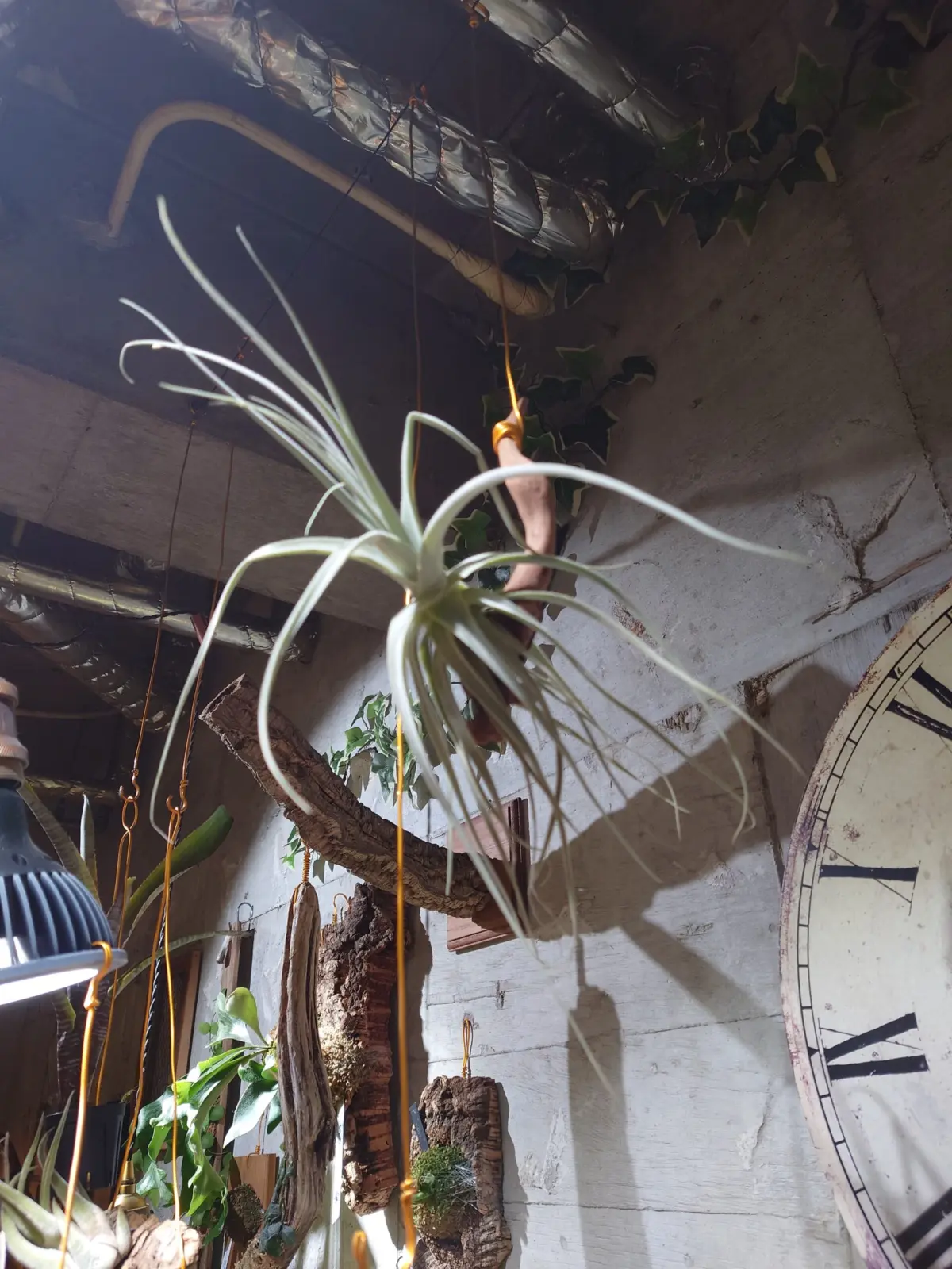 ティランジア　ストラミネア