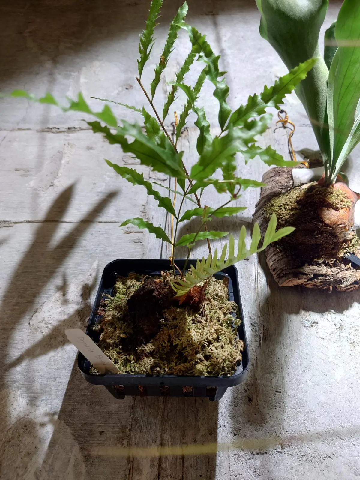 ドリナリア フロリダ