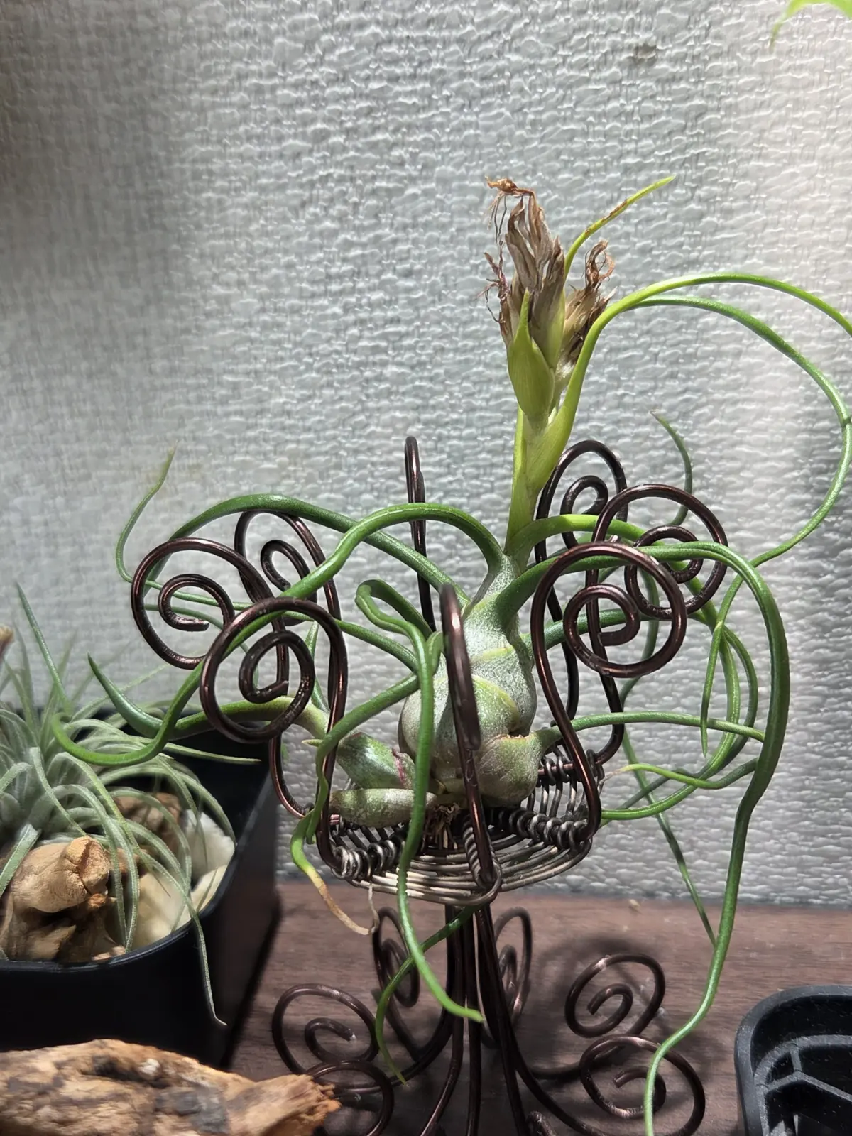 ティランジア　ブルボーサ　神楽