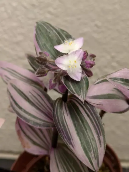 トラディスカンティア　ナヌーク　花