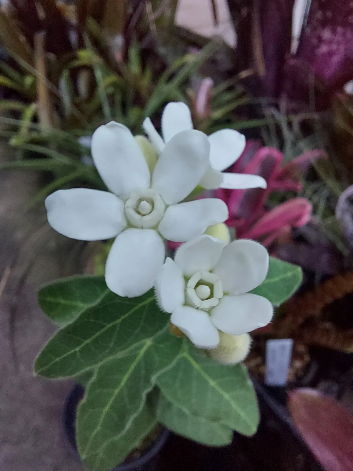 オキシペタラム　白花