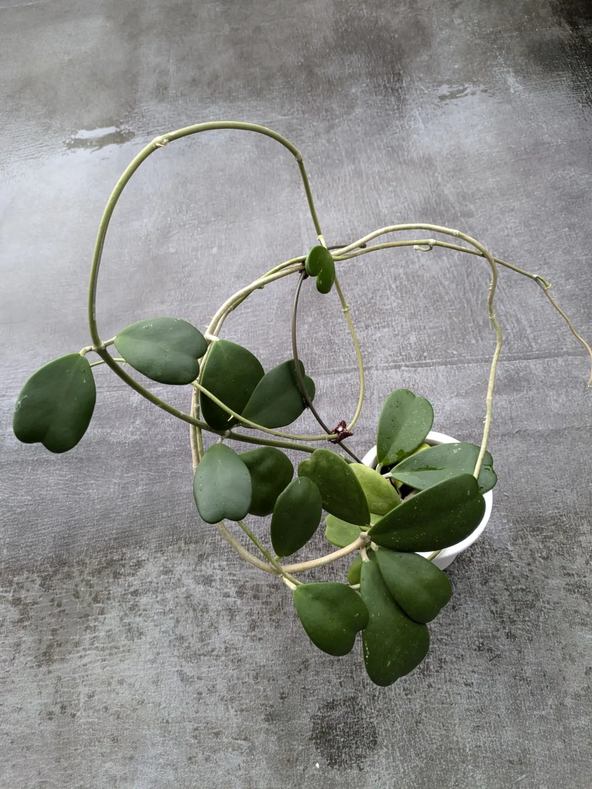 ホヤ　カーリー