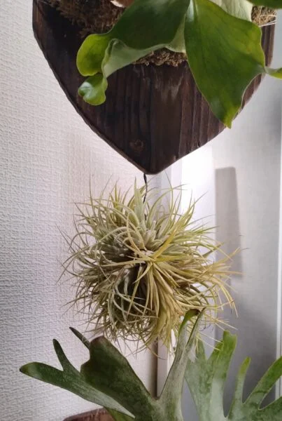 ティランジア イオナンタ ドゥルイド