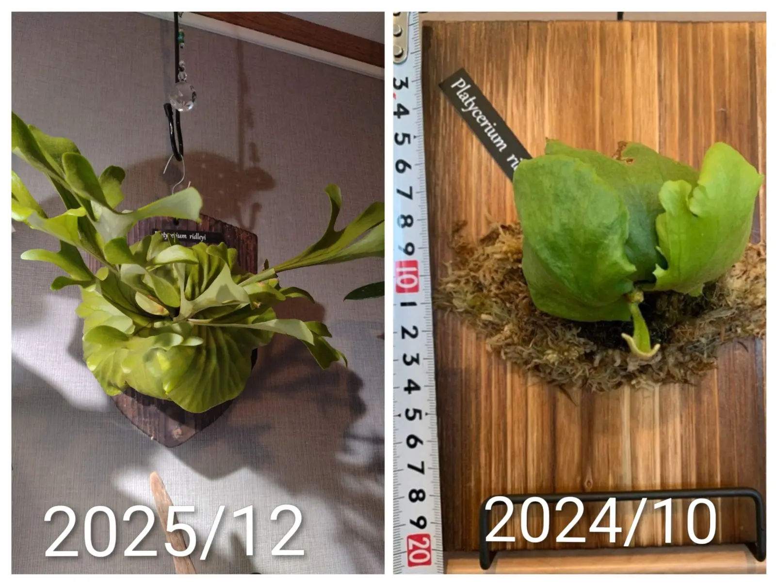 ビカクシダリドレイ 成長記録 2