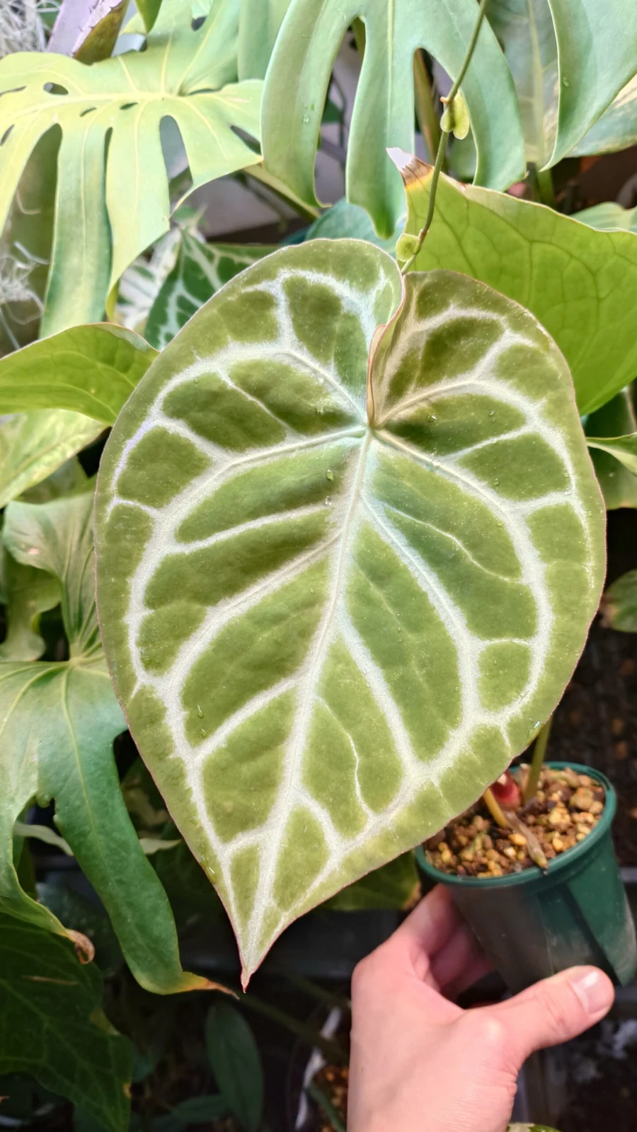 アンスリウム　ドラヤキOC×ドラヤキOC　F1