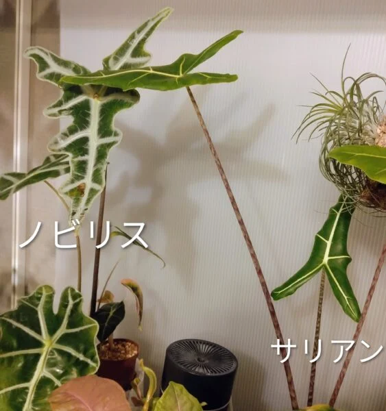 アロカシア *サンデリアナノビリスとサリアン