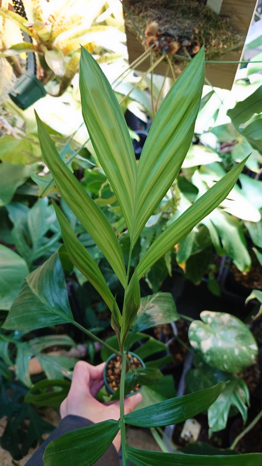 ダイソー テーブルヤシ