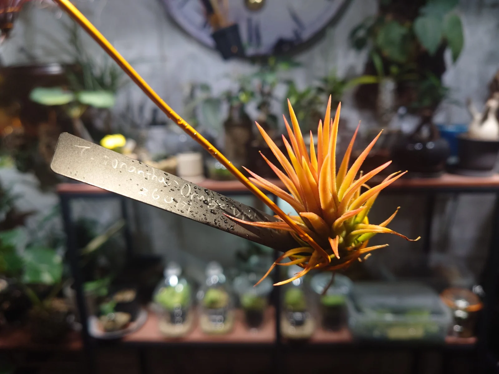 ティランジア　イオナンタ　オレンジタイプ