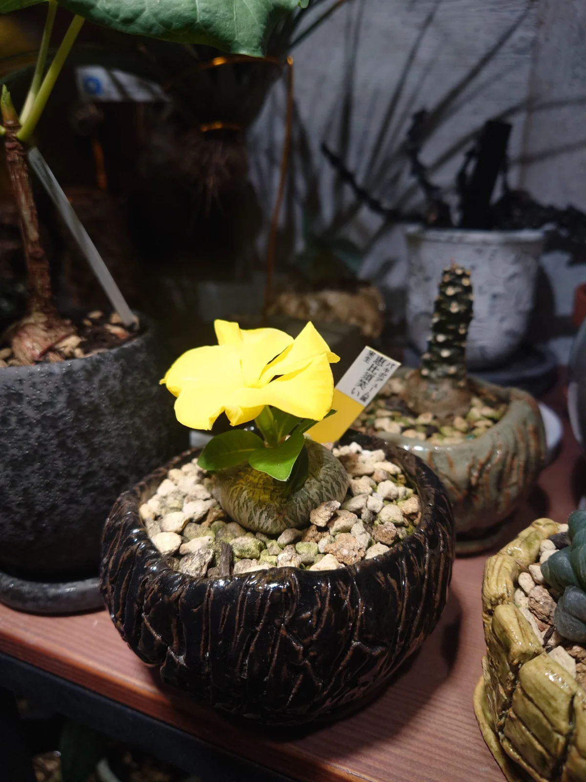 パキポディウム　ブレビカウレ　恵比寿笑い