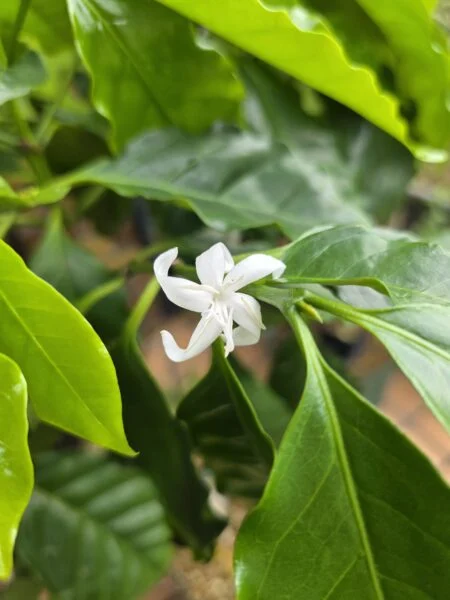コーヒーノキ コーヒーノキの花 100均