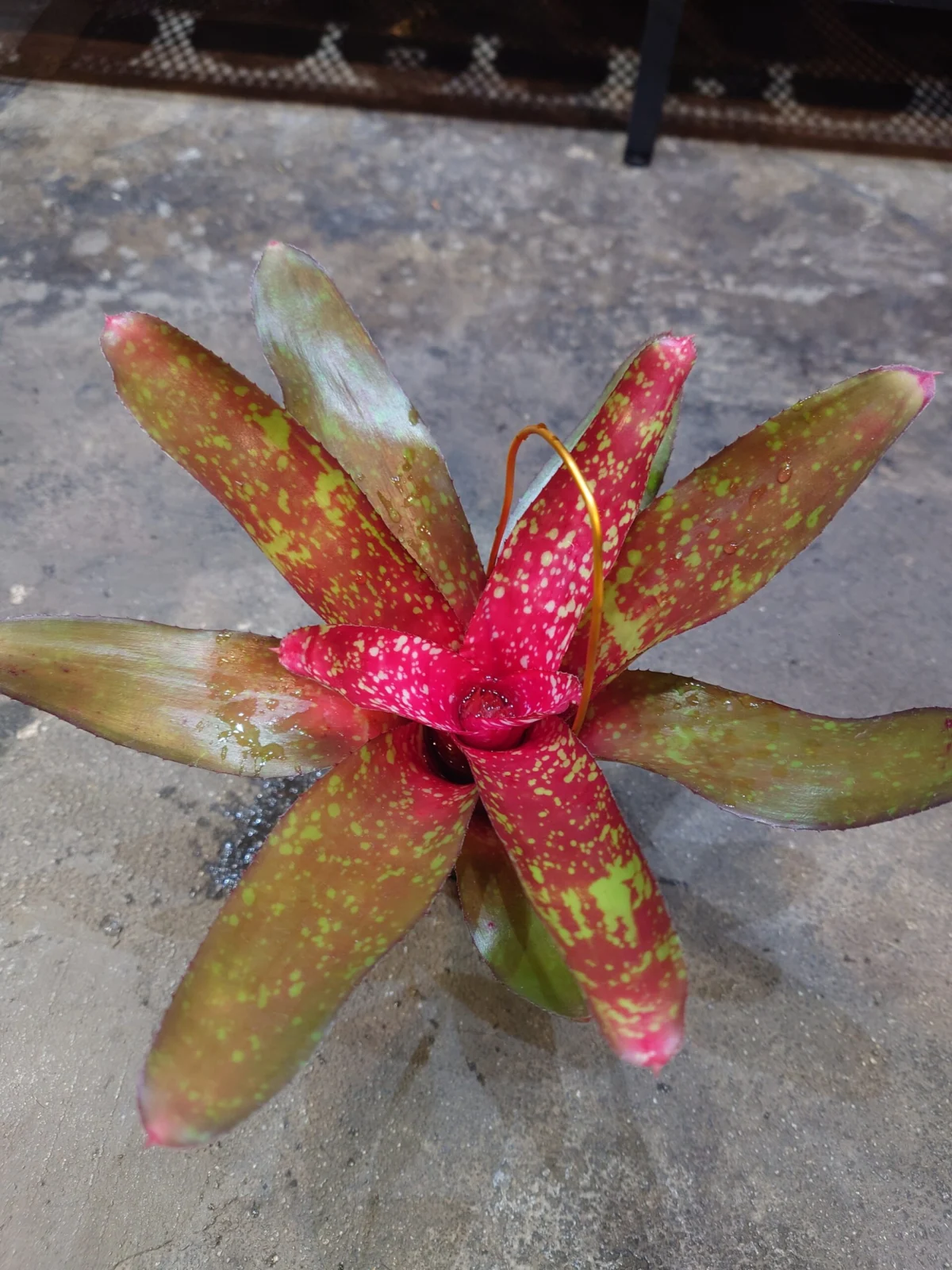 ネオレゲリア　ピグレット