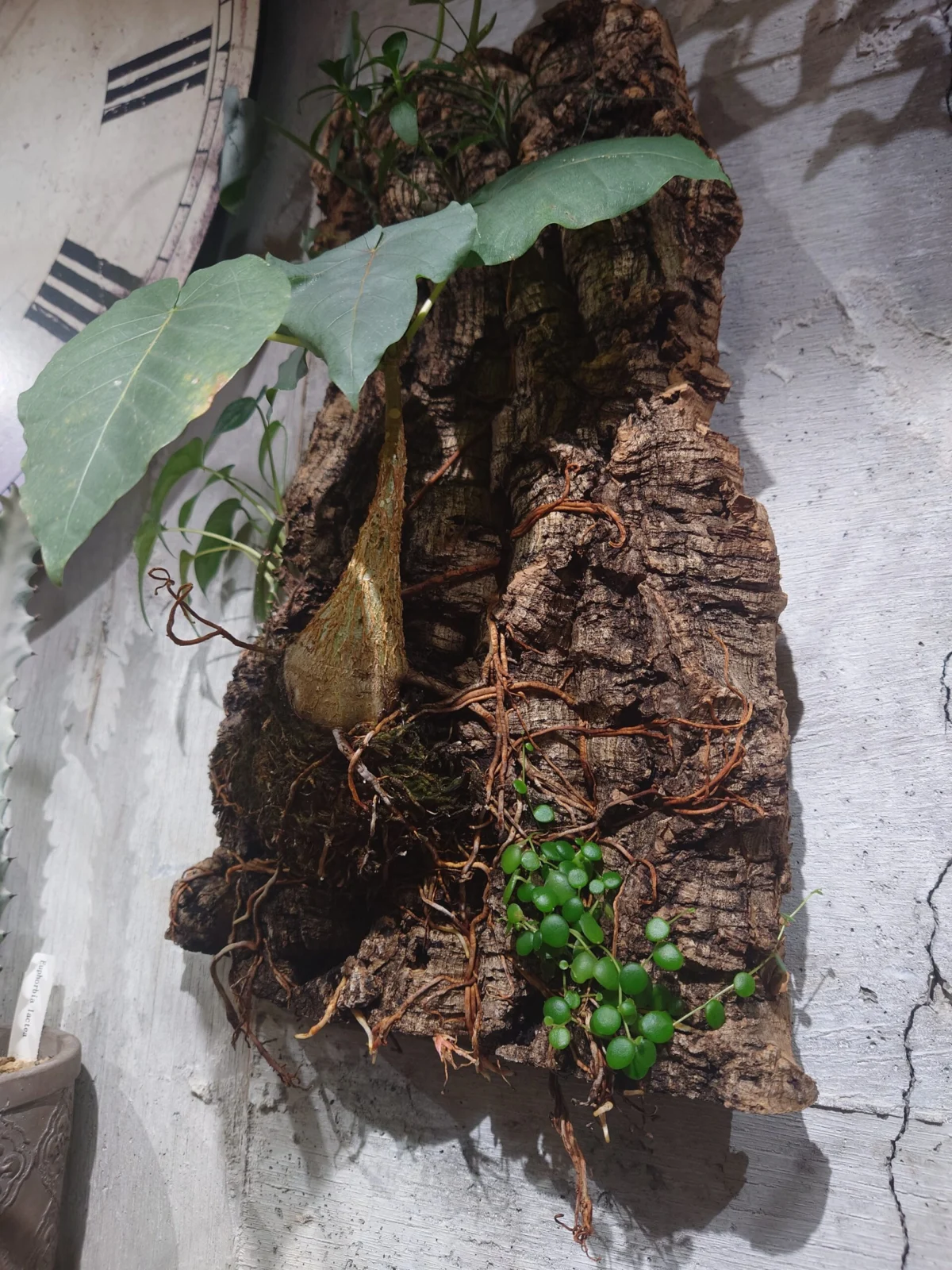 フィカス　ペティオラリス　その他色々