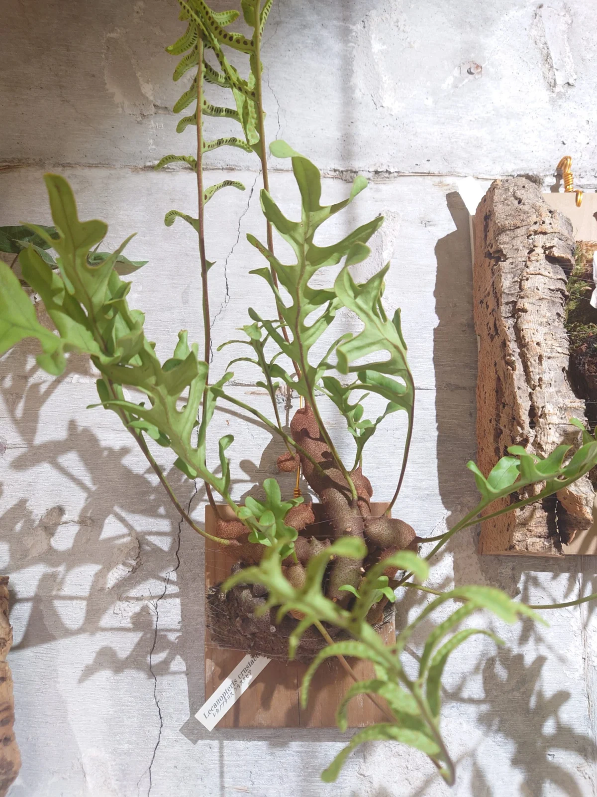 レカノプテリス　クルスタセア