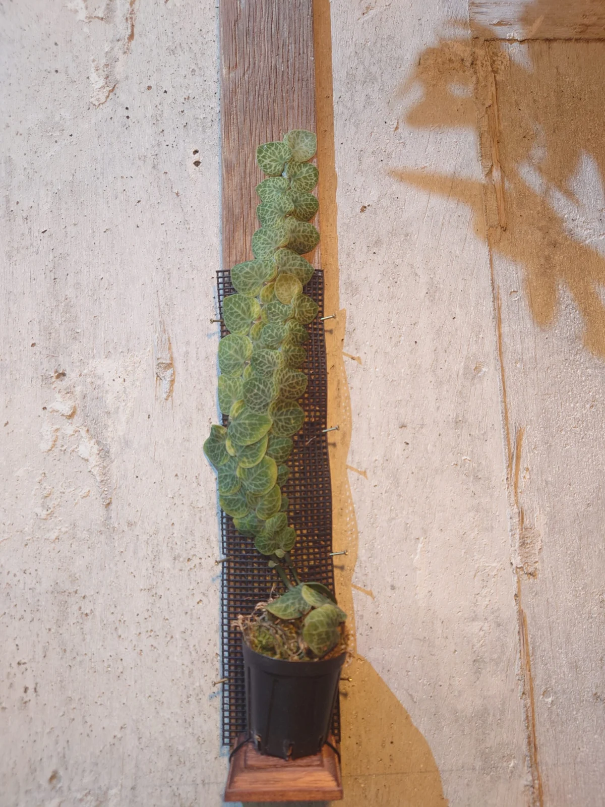 ラフィドフォラ　クリプタンサ