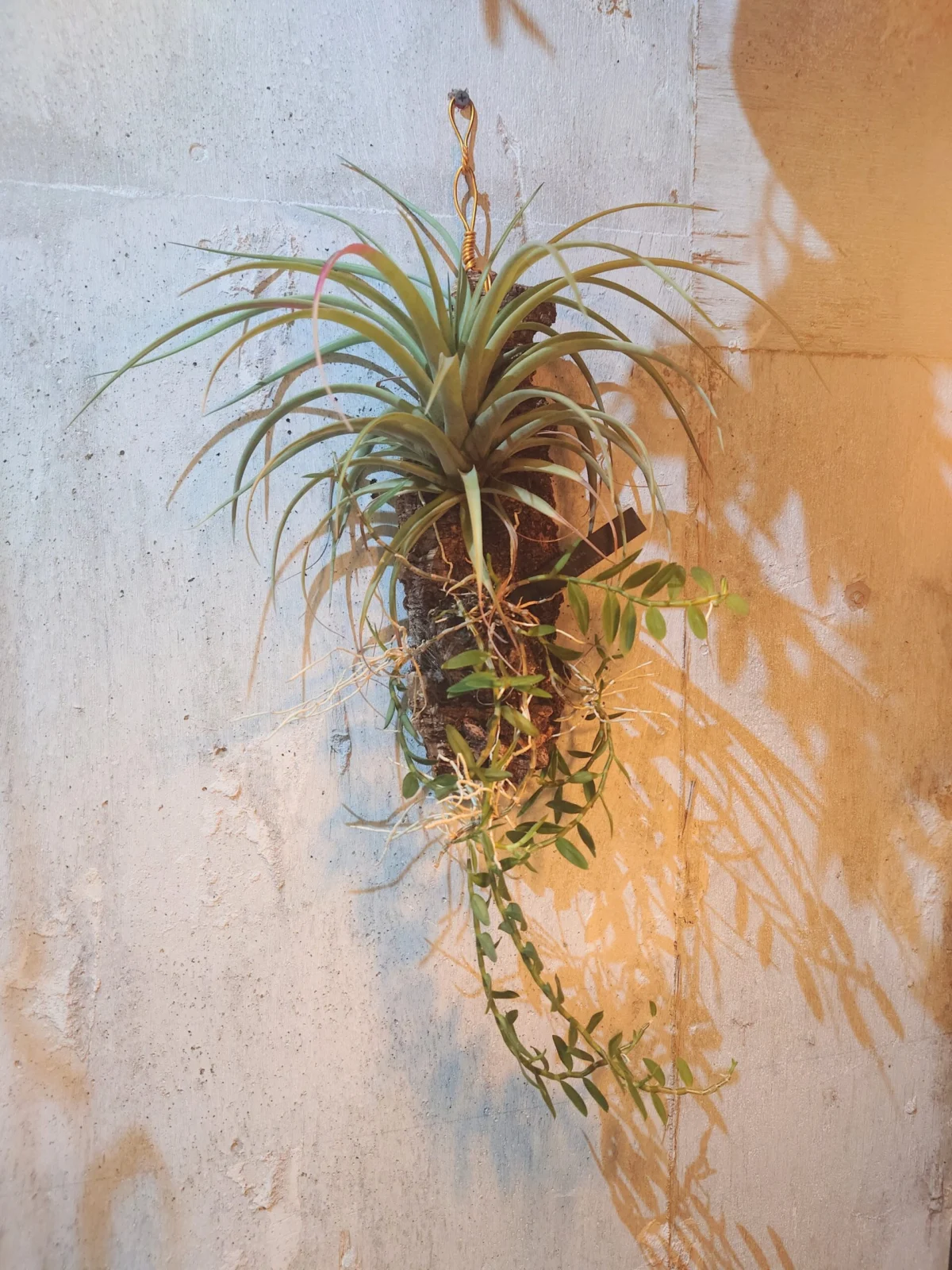 ティランジア　ブラキカウロス　デンドロビウム　ロディゲシー