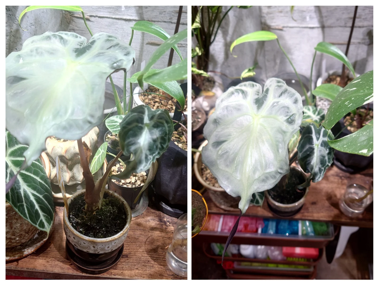 アロカシア　ヴェノム