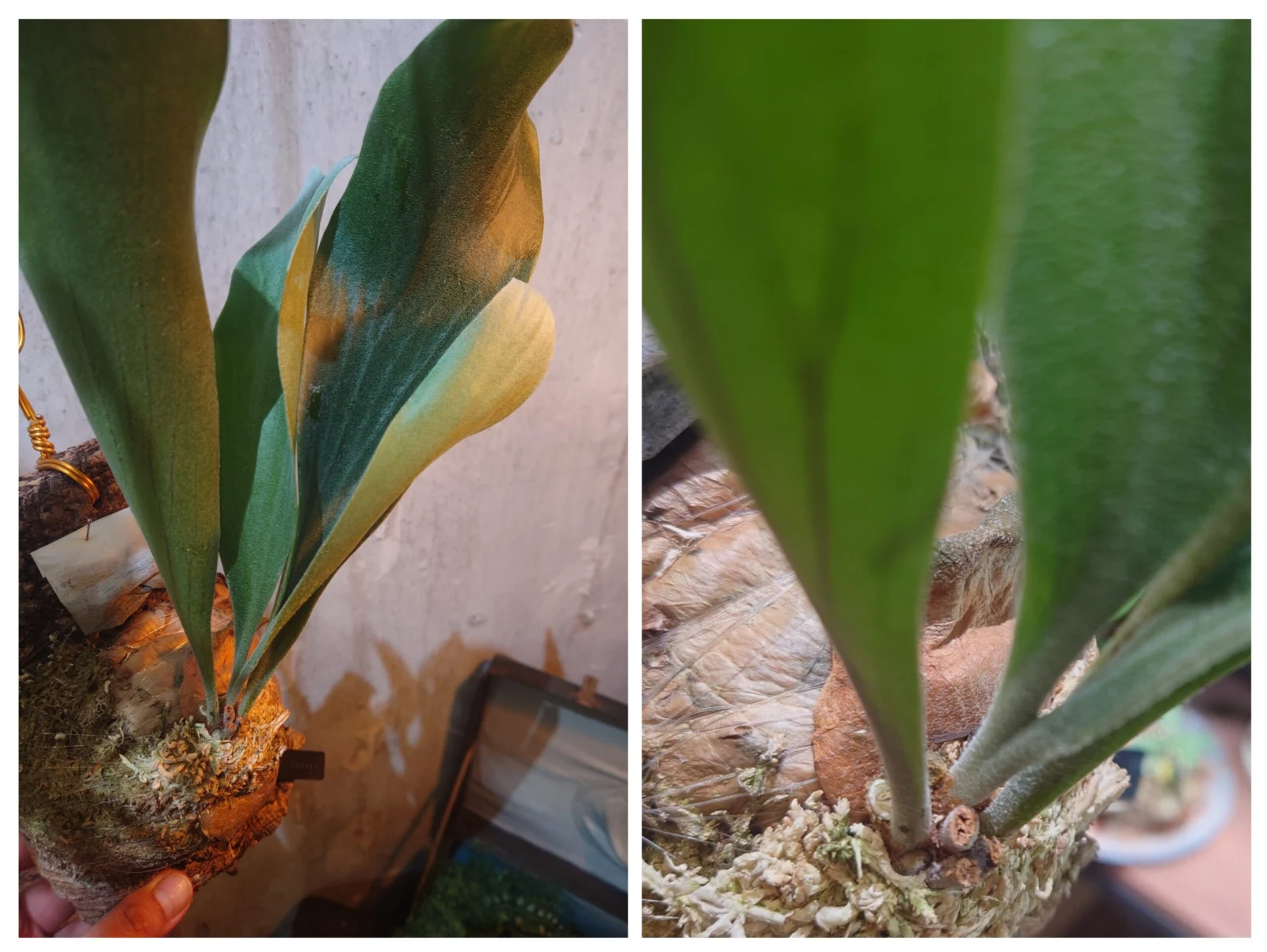 ビカクシダ ヒリー パナマ