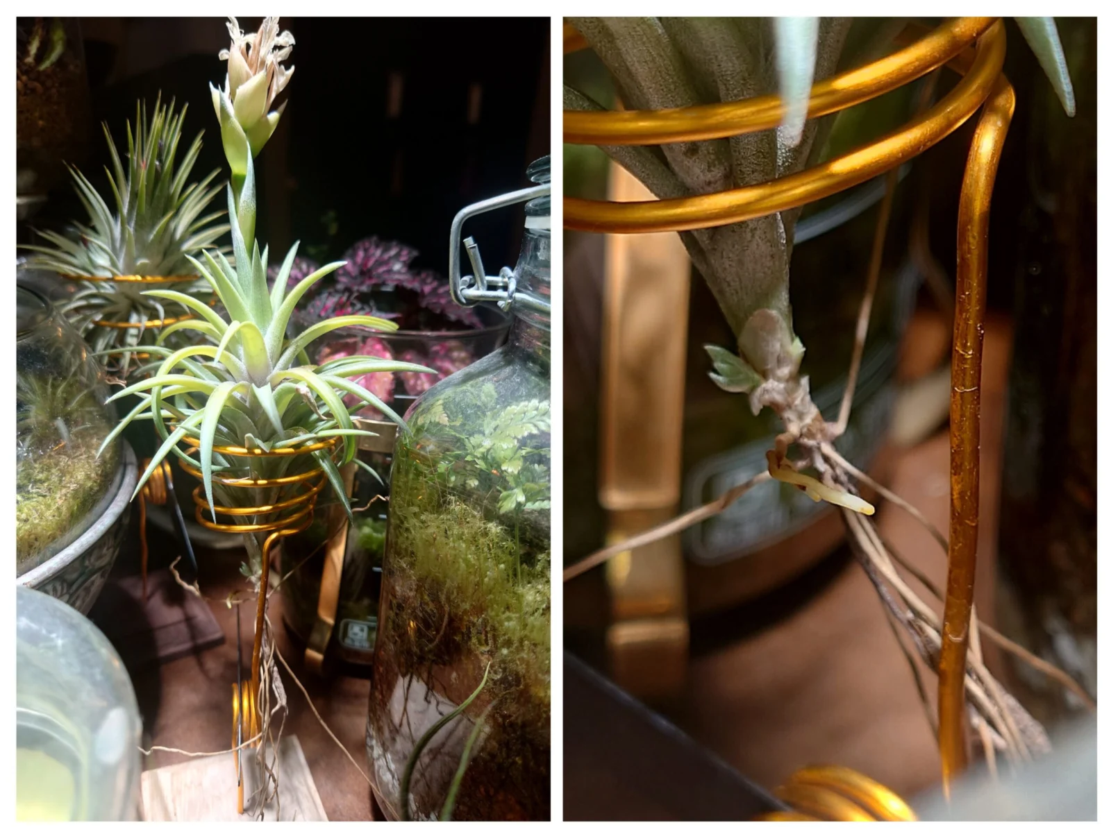 ティランジア　ネグレクタ　子株