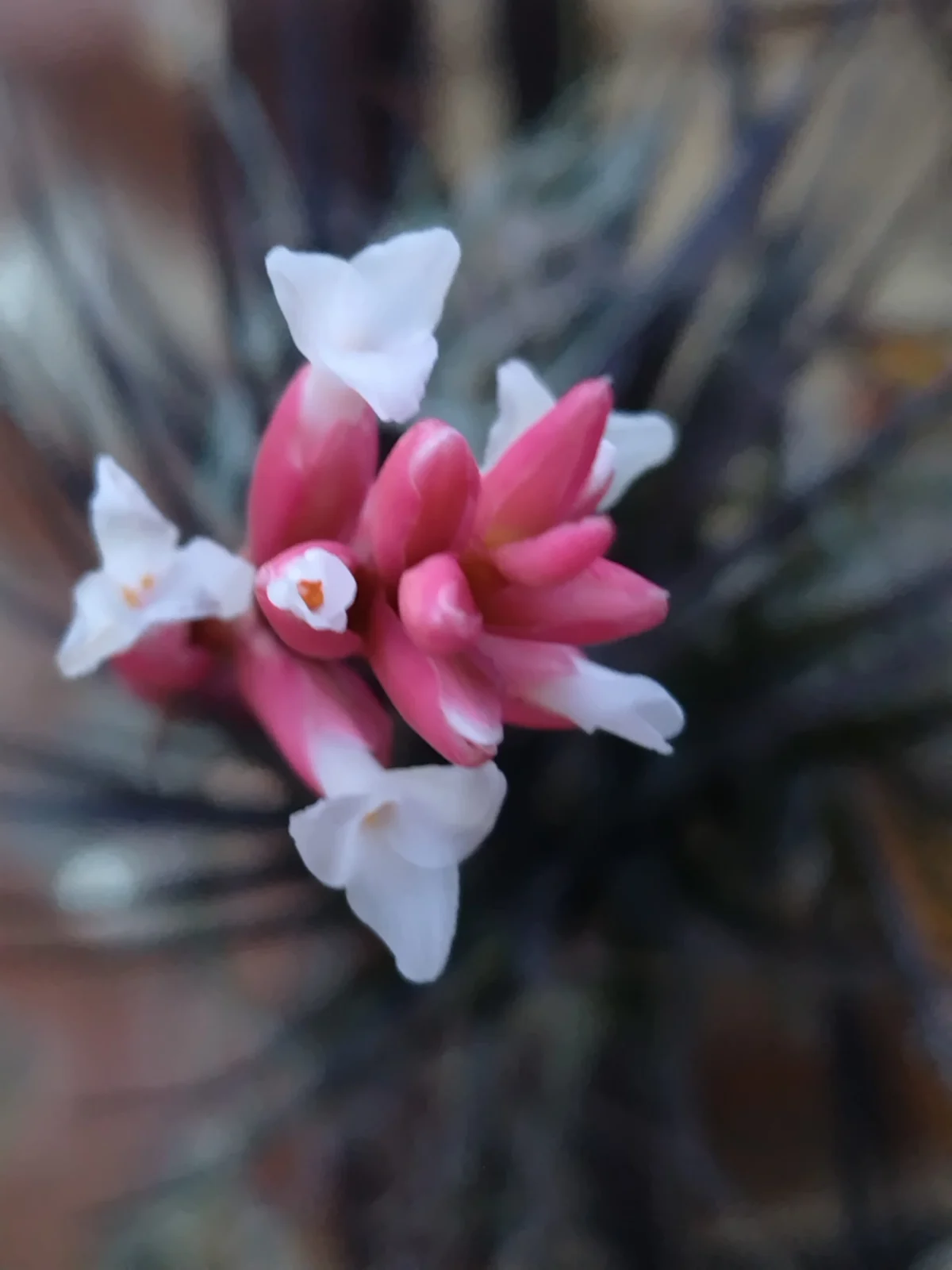 ティランジア テヌイフォリア 花