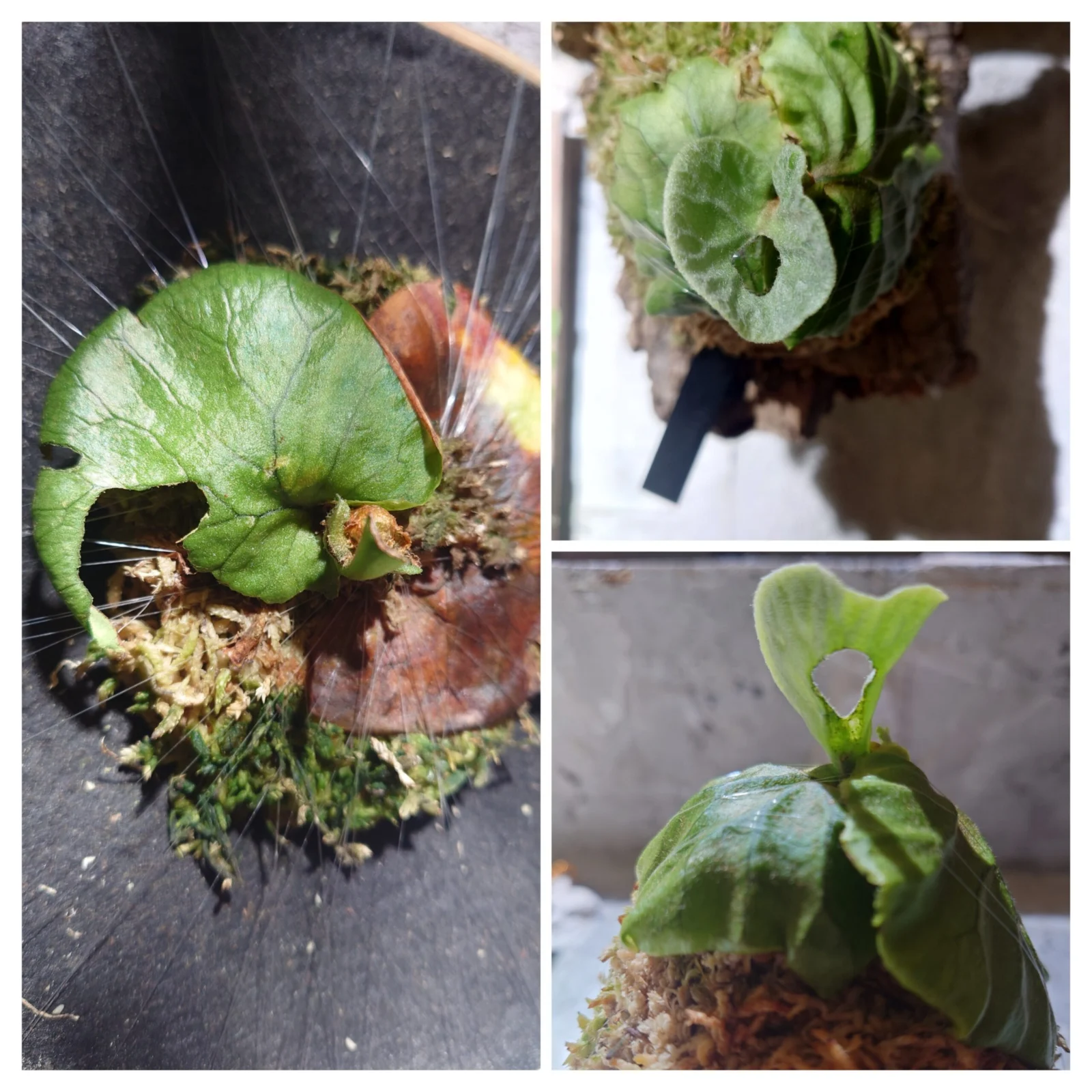 ビカクシダ　リドレイ　害虫