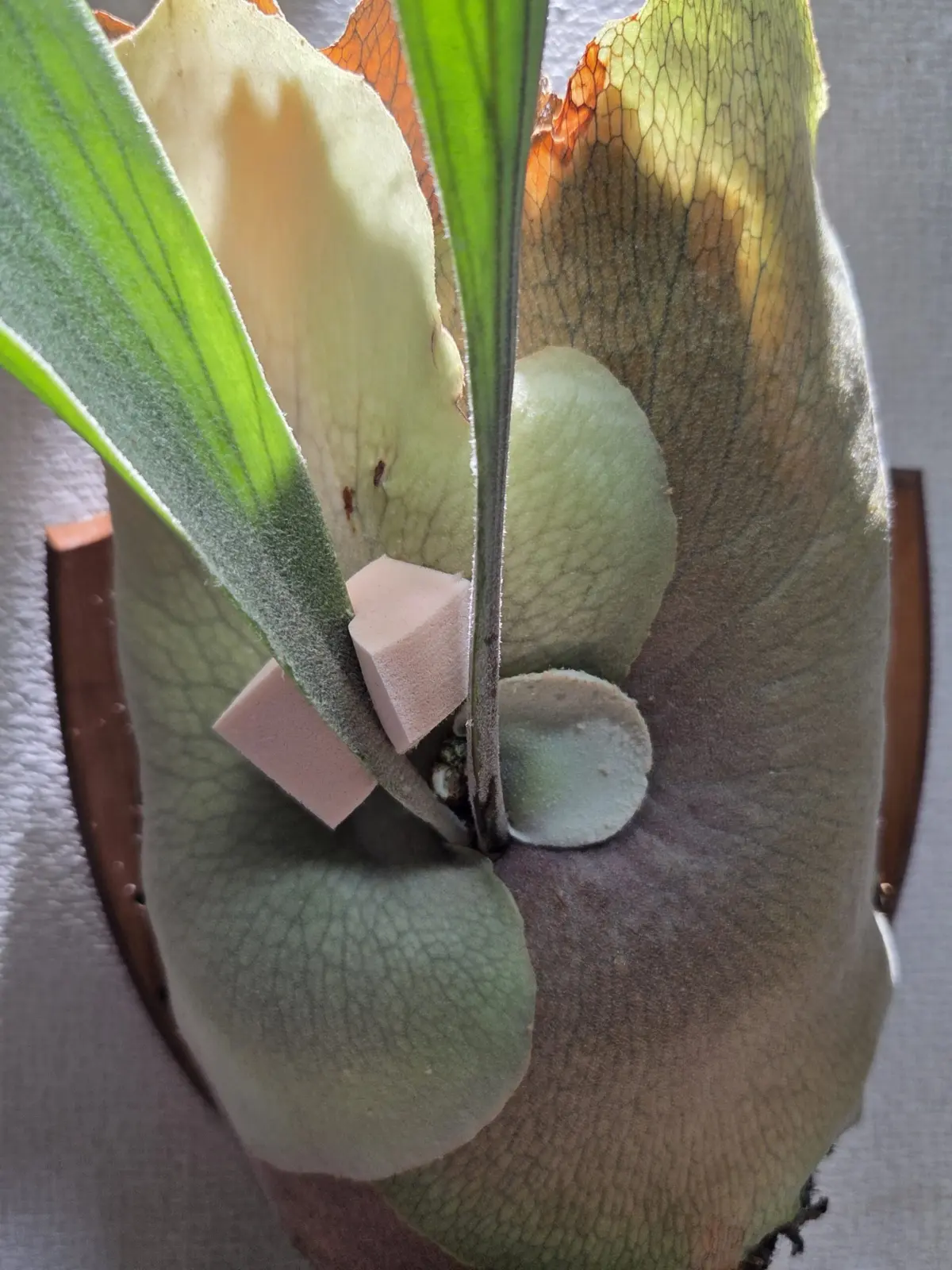 ビカクシダ　ネザーランド