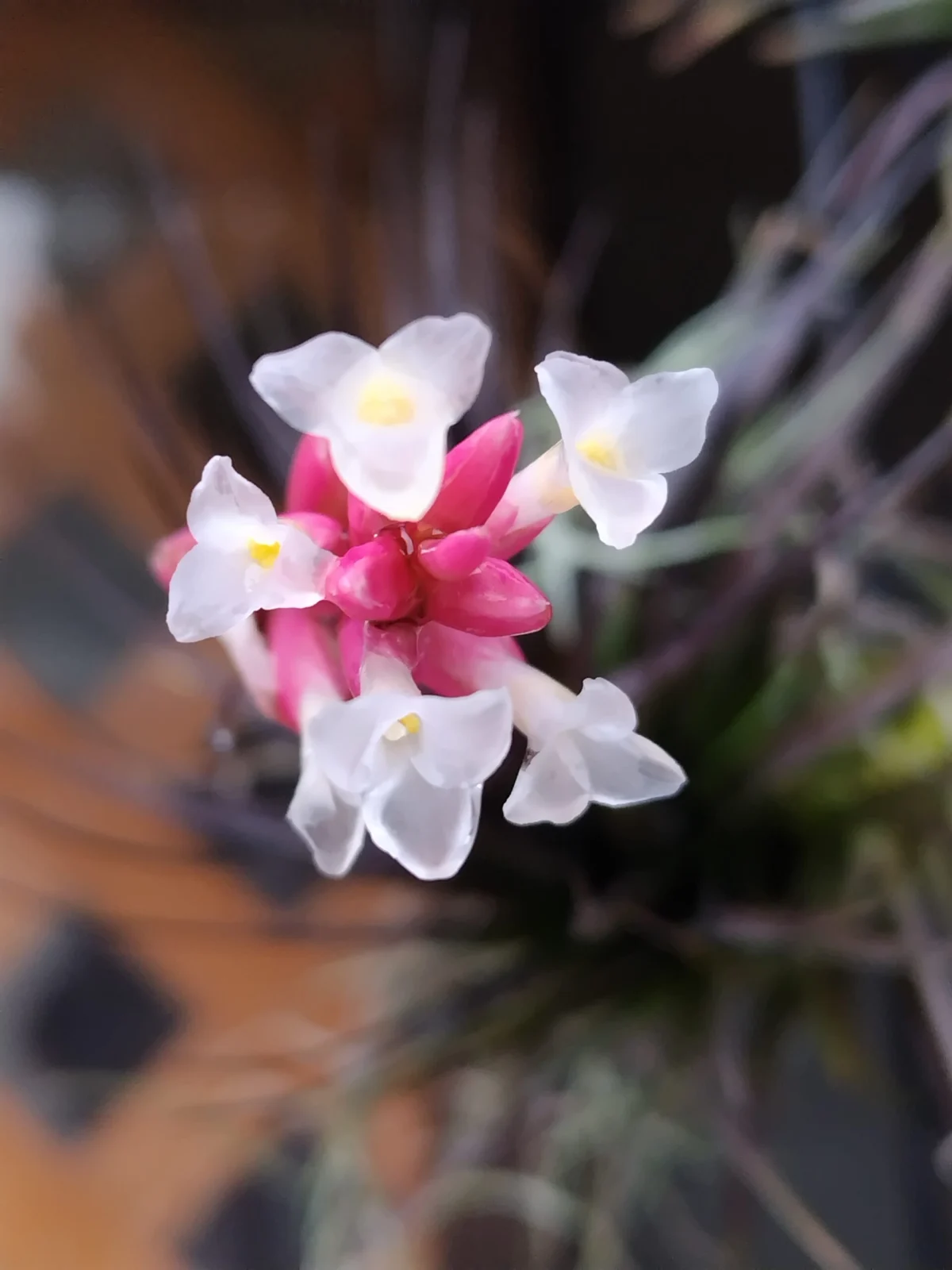 ティランジア テヌイフォリア 花