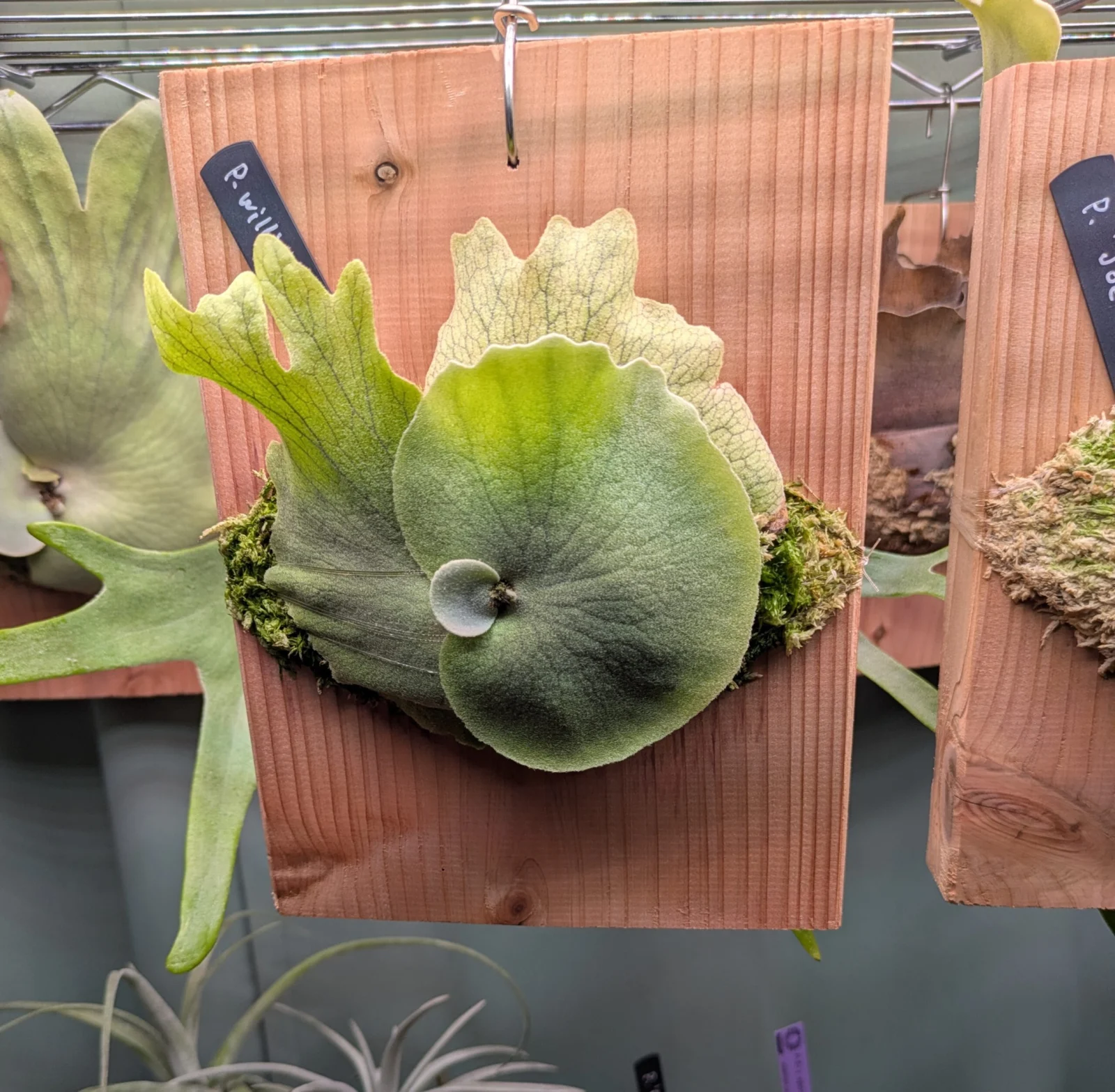 ビカクシダ　ウィリンキー