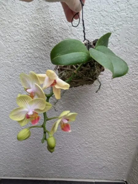 胡蝶蘭　花