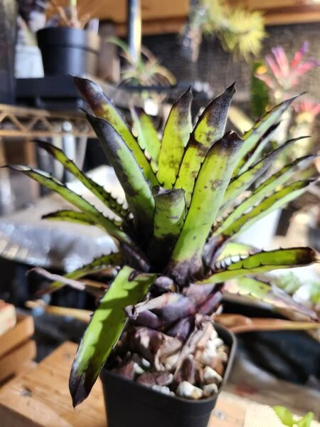 カニストラム　トリアングラレ