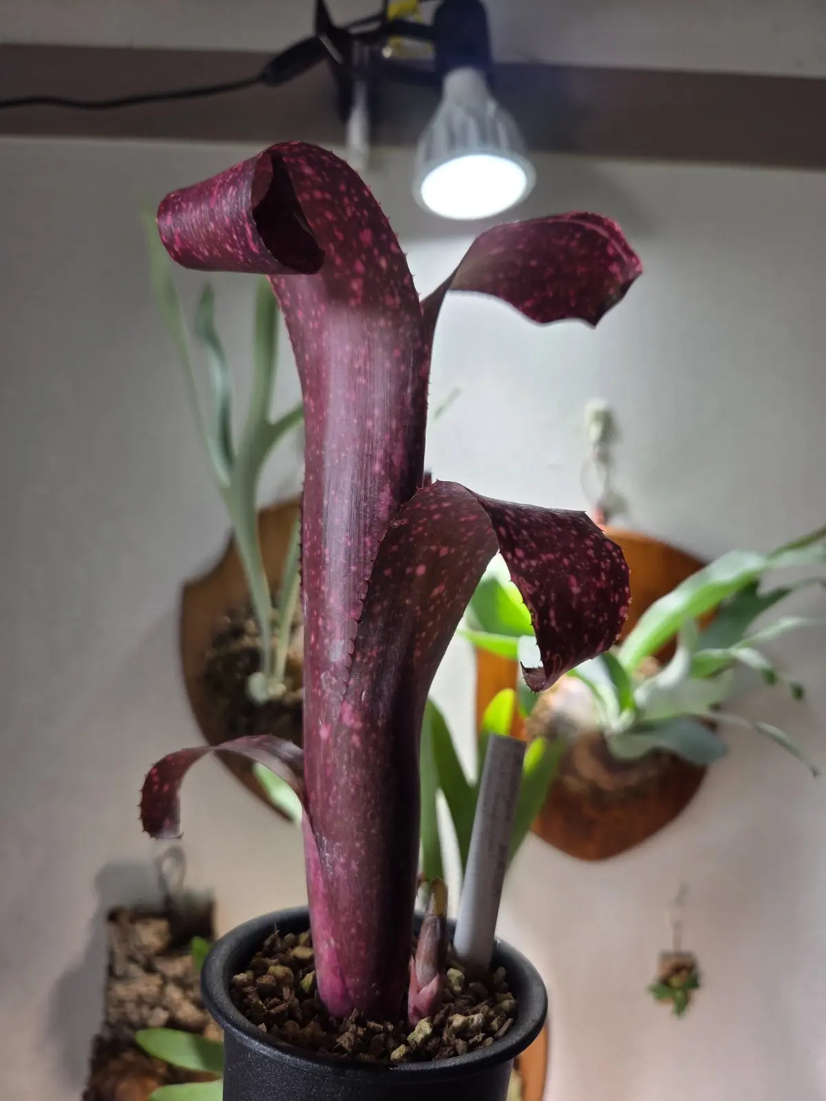 ビルベルギア　ピンクシャンパン