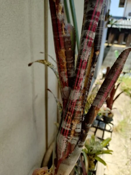 エクメア ロベルトメネスカル