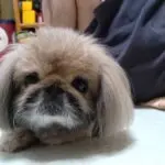 モコえび政のアバター