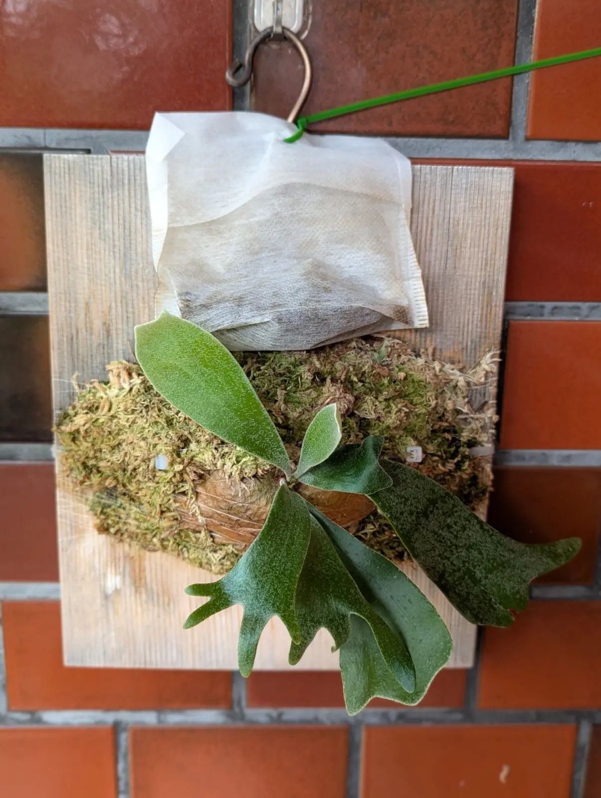 ビカクシダ　ピョン吉　成長記録2