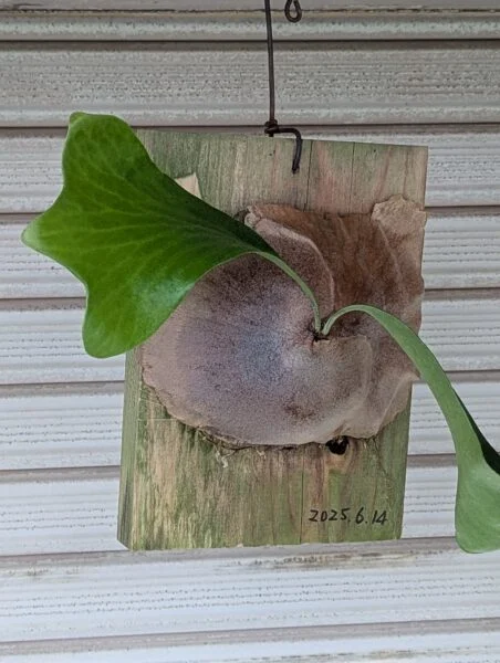 ビカクシダ　札落ち　