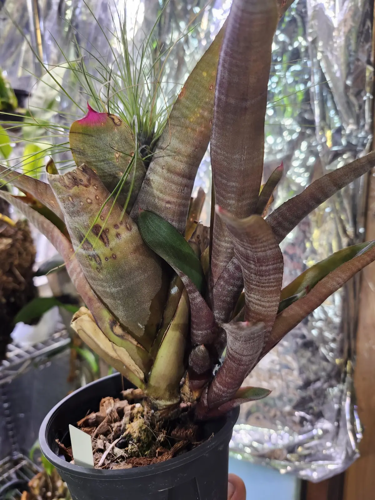 ネオレゲリア　スペクタビリス