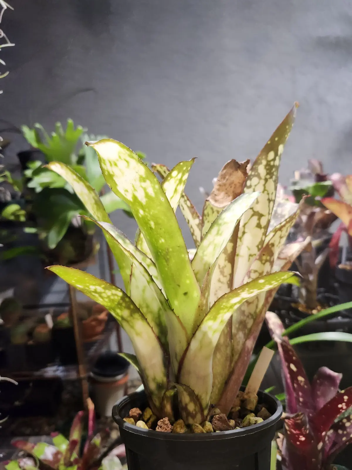 ビルベルギア　ハレルヤ×アラカイ