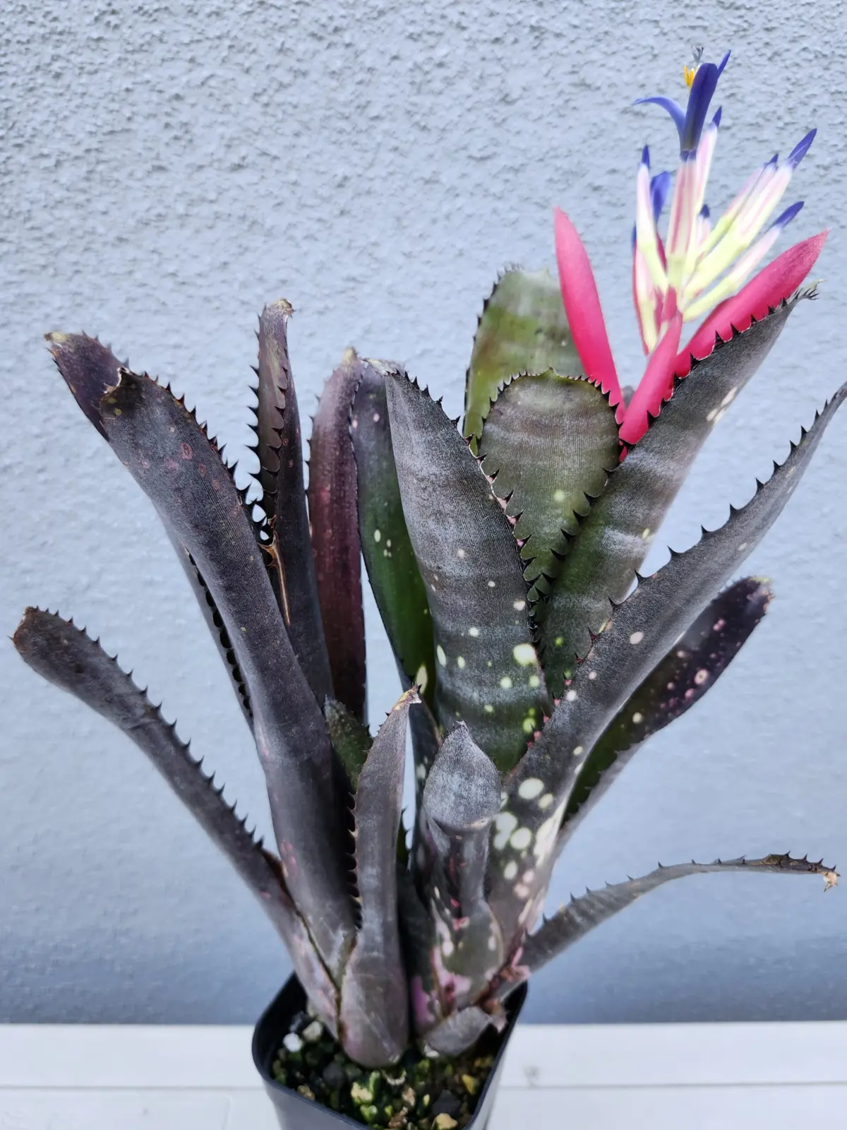 ビルベルギア　ブルームーン　花