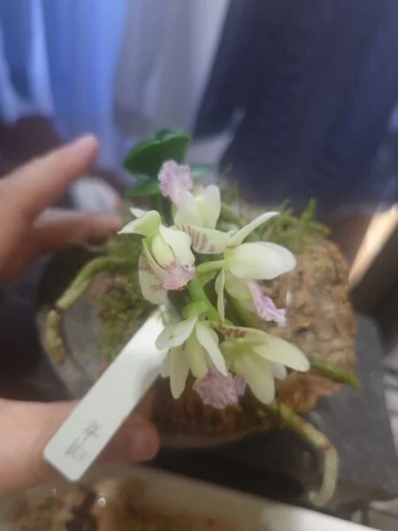 胡蝶蘭　明丸