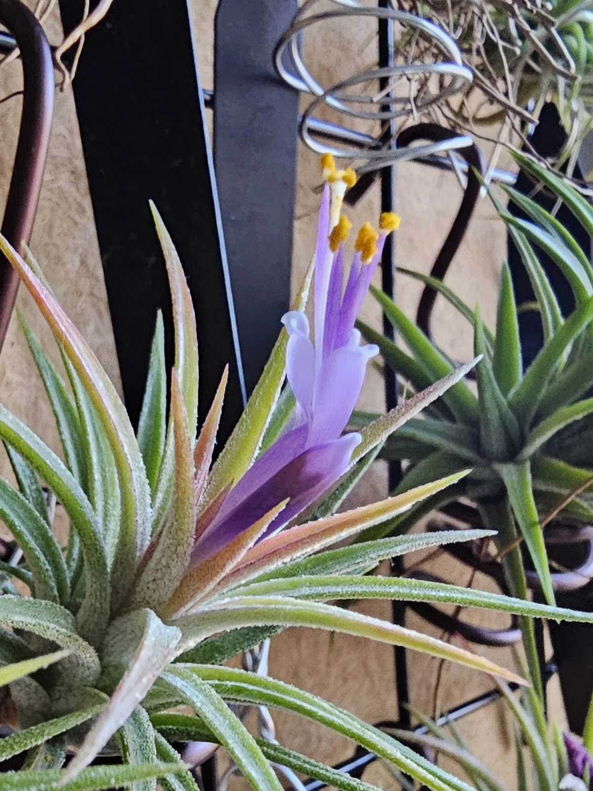 ティランジア イオナンタ