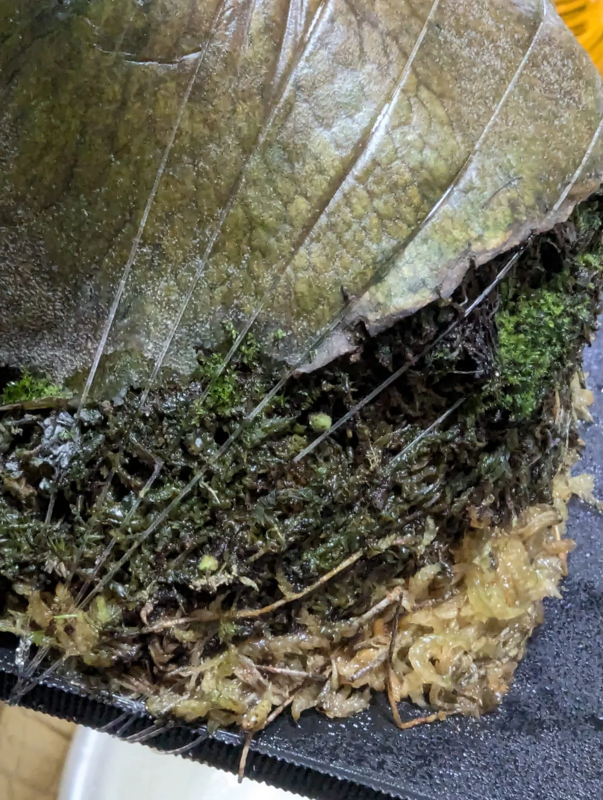 ビカクシダ　札落ち　子株