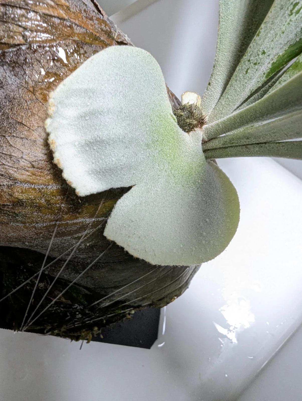 ビカクシダ　貯水葉　割れ