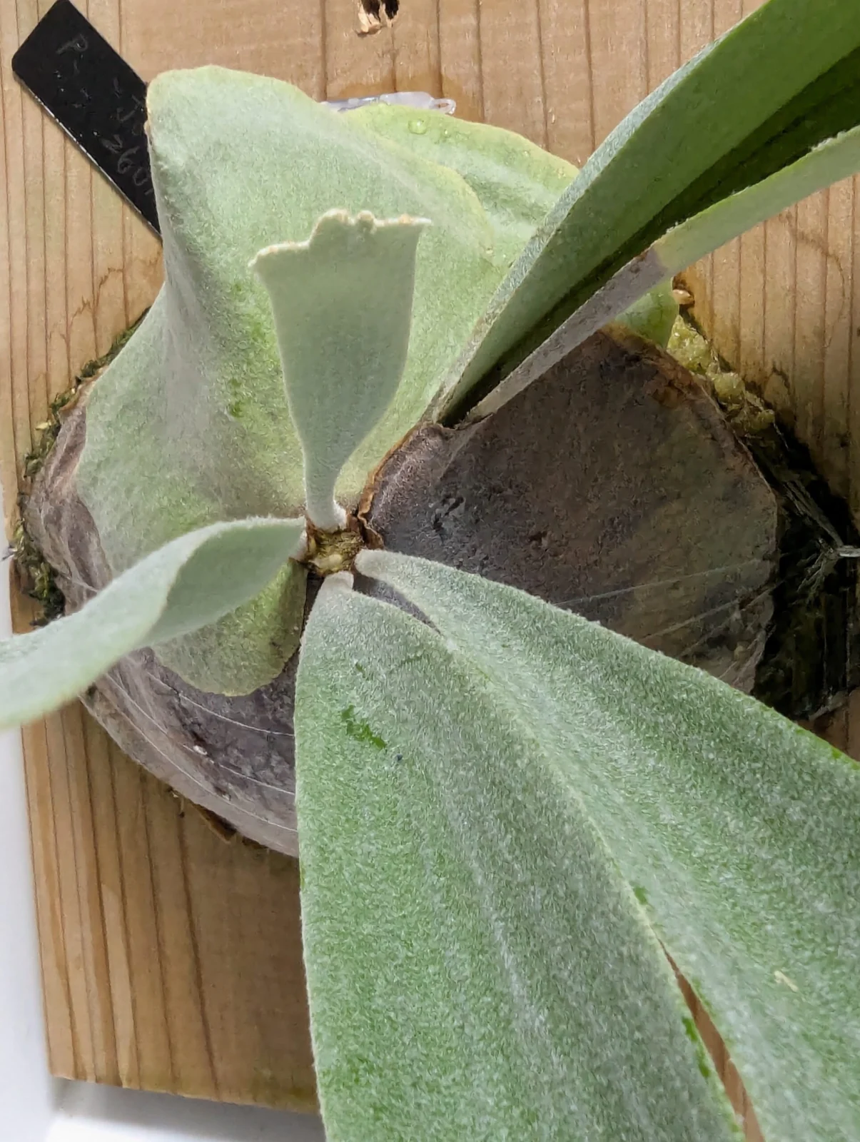 ビカクシダ　ジョー　成長点　回転