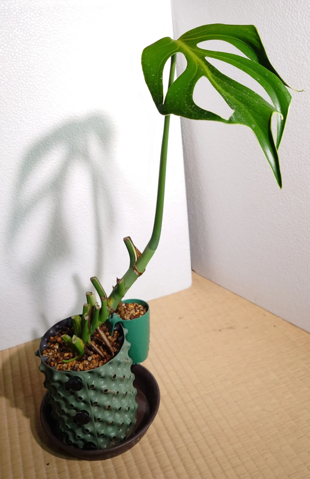 モンステラ バールマルクスフレーム