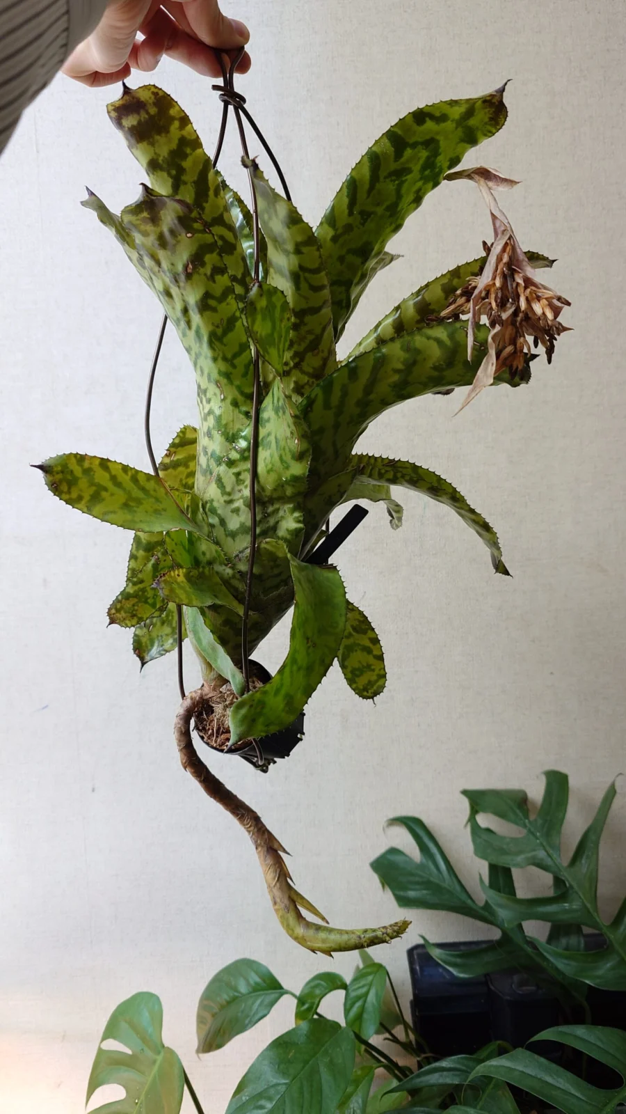 エクメア　パリリッジ　＃3