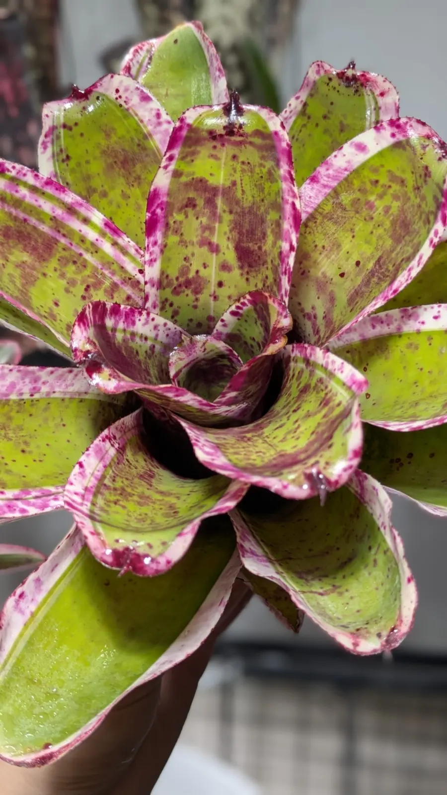 ネオレゲリア ブルーベリーバックル