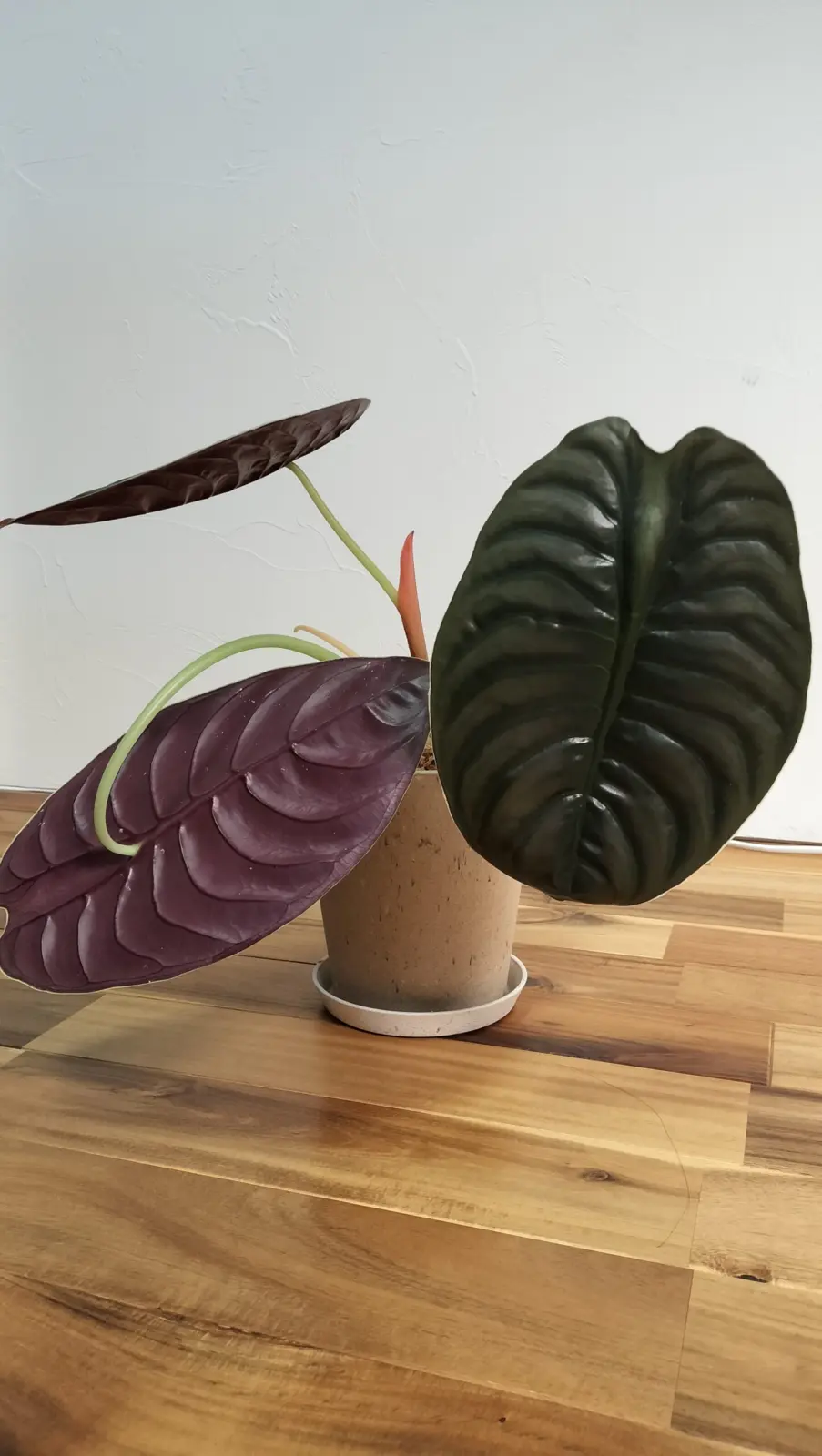 アロカシア クプレア