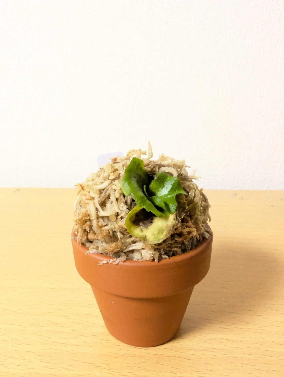 ビカクシダ　リドレイ　ドワーフ　シルベリー　鉢植え