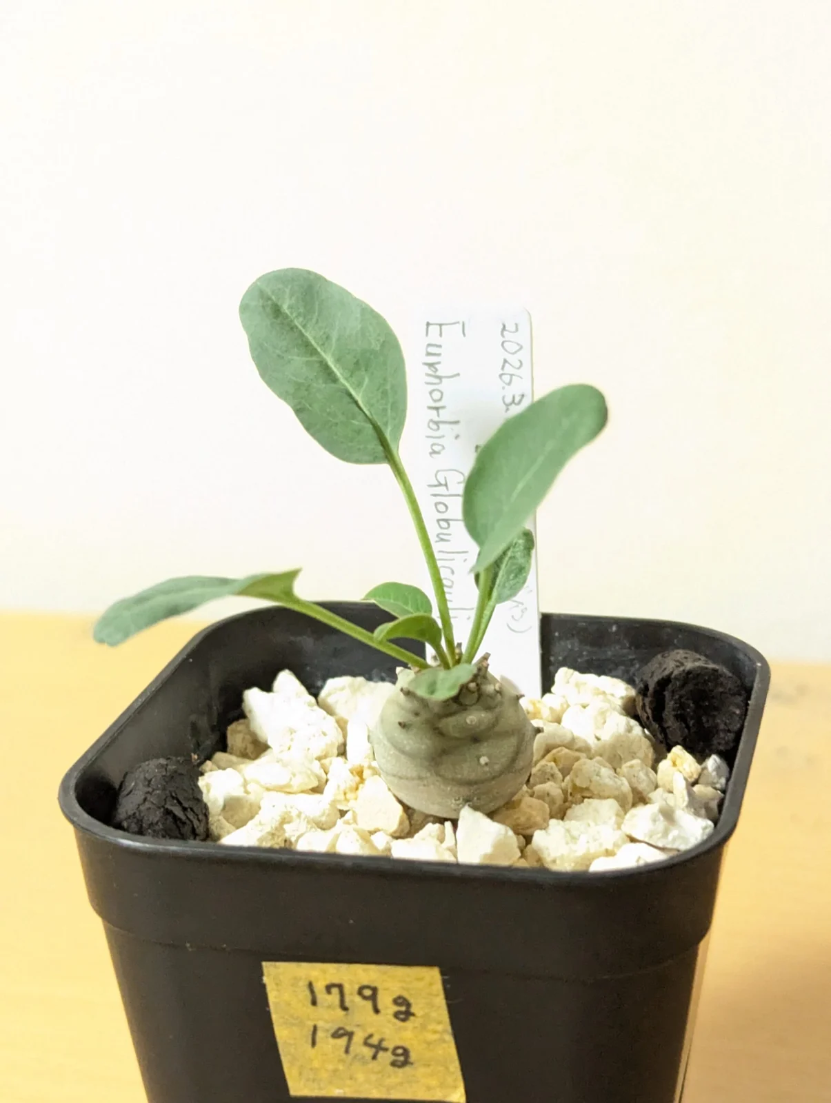 ユーフォルビア　グロブリカウリス